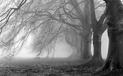 Ramas pesadas, foto en escala de grises de árboles desnudos, blanco y negro, Fondo de pantalla ...