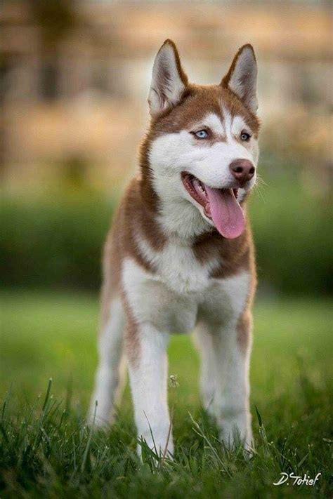 Reddish brown siberian husky | Siberian husky, Dog paintings, Brown ...