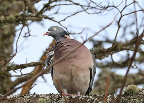 Wood Pigeon | Coo Cooing in our trees | birdpics2011 | Flickr