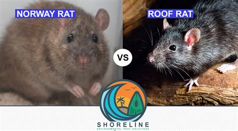 Roof Rat Vs House Mouse