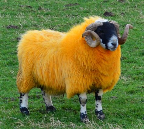 A Scottish sheep, very colorful | Sheep, Scottish highlands tour ...