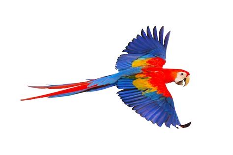 Scarlet Macaw Parrot