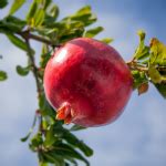 Parfianka Pomegranate Tree - Bob Wells Nursery - U.S. Shipping