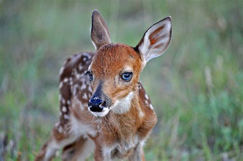 Whitetail Fawn - Wilder Good