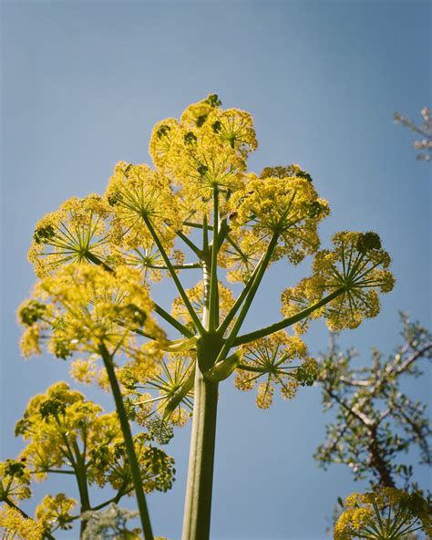 This miracle plant was eaten into extinction 2,000 years ago—or was it?