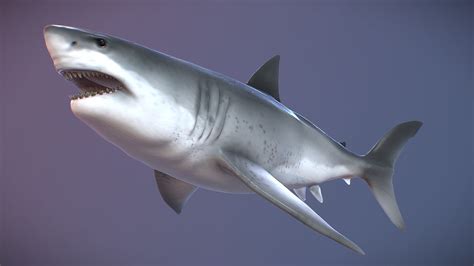 Megalodon - 3D model by David RR (@david222) [b43d89f] - Sketchfab