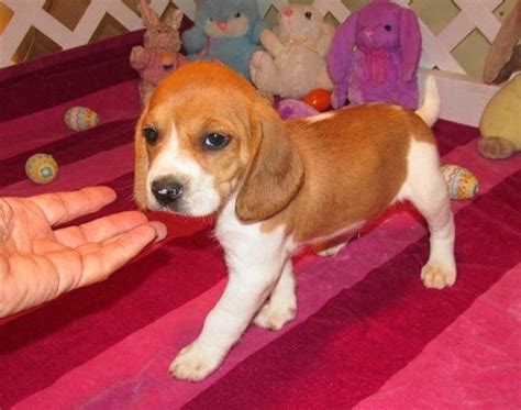 Pocket Beagle Puppies For Adoption | Beagle Puppy