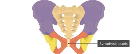 Hip Bone Anatomy - Anterior Markings