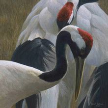 Red Crowned Crane - Facts, Description, Habitat, Diet, & Pictures