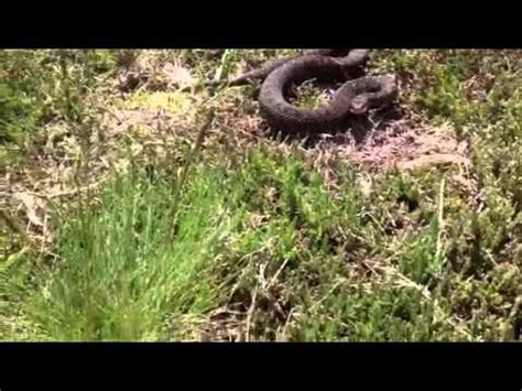 Adder Snake Bite, Yateley England - YouTube