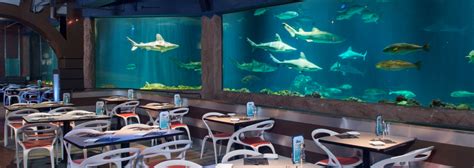 Sharks Underwater Grill® And Full Dining Menu SeaWorld Orlando | lupon ...