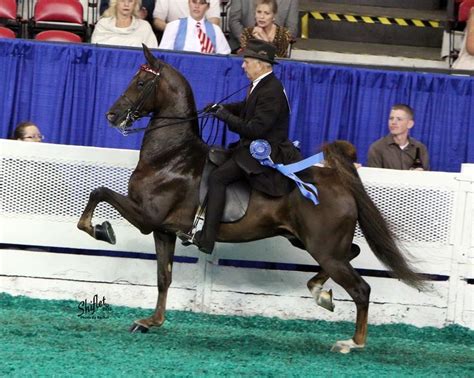 3-gaited Saddlebred | American saddlebred, Show horses, Saddlebred