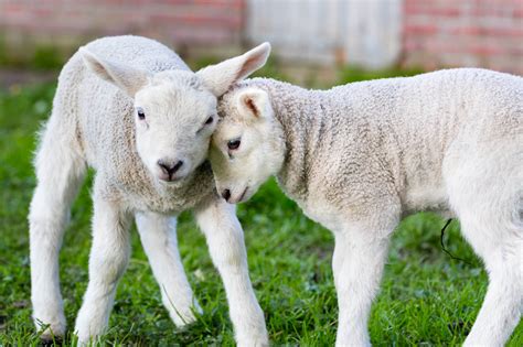 Hug A Sheep Day | Days Of The Year