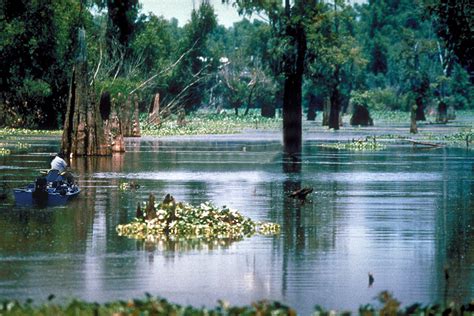 Atchafalaya Basin (LA) Fishing Guide | Norrik