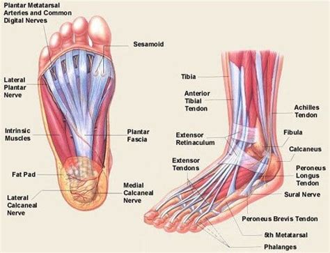 Cause of Plantar Fasciitis | Pivotal Motion Physiotherapy