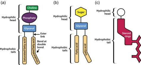 Schematic representations of three types of membrane li | Open-i