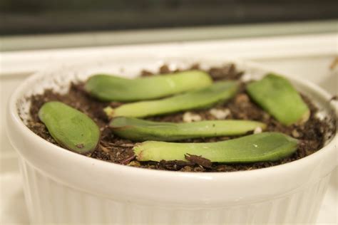 Checking In: Succulent Propagation Week 3 [Backyard Neophyte Landscaping Blog]