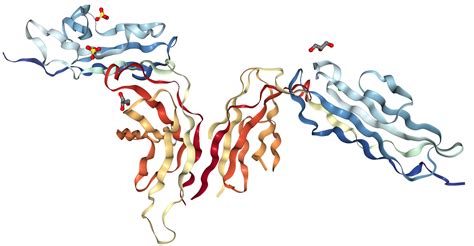 Glycoprotein VI/GP6 Protein Overview | Sino Biological