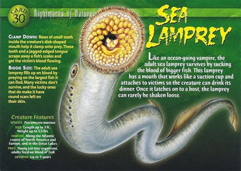 Vampire Animal – Sea Lamprey | Lamprey, Wild creatures, Scary fish