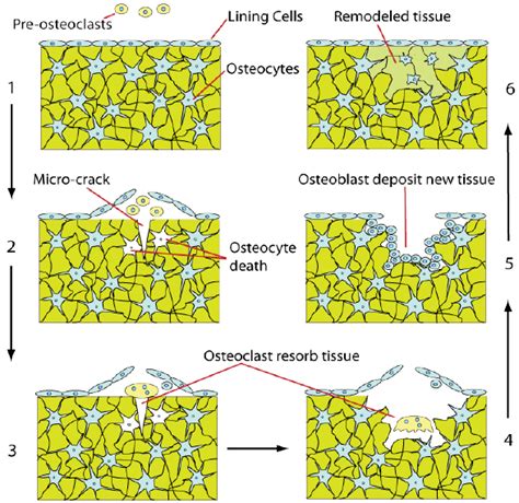 5: Steps in bone remodelling process (wweb.utah.edu) | Download ...