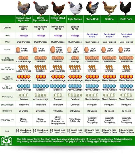 Hen Comparison Chart ... (2016/11/25) #raisingchickens | Chickens backyard, Chicken diy, Chicken ...