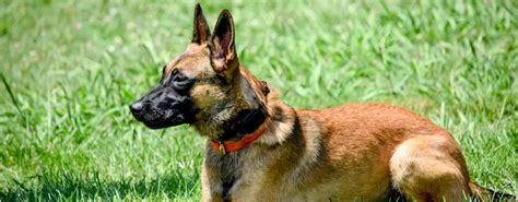 Belgian Malinois Police Dog | Tactical Police K9 Training