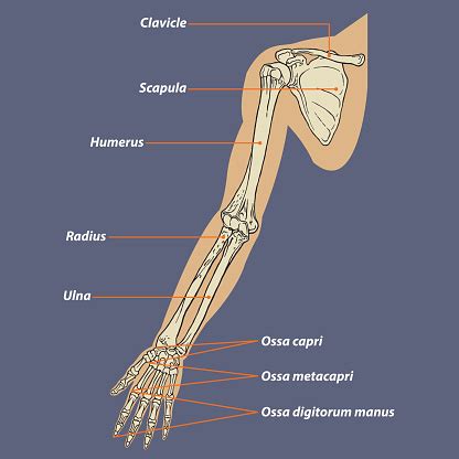 Ilustración de Anatomía Esquelética Del Brazo Humano y más Vectores ...