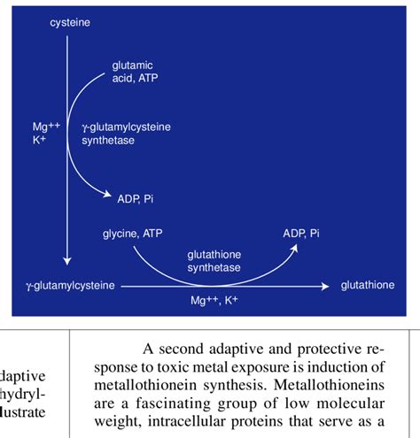 Glutathione bio-synthesis | Download Scientific Diagram