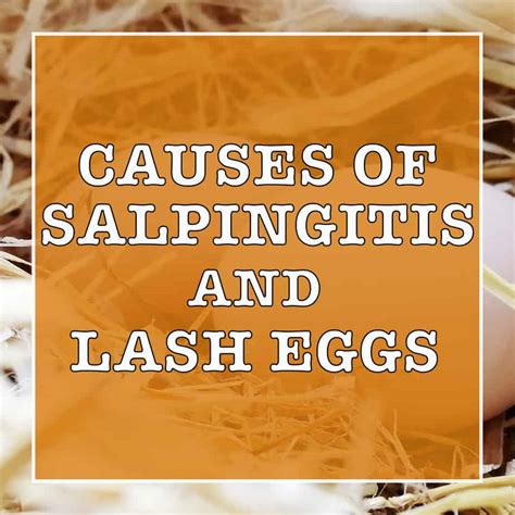 What Causes Salpingitis and Lash Eggs in Chickens?