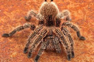 Rose Hair Tarantula Care [Full Guide] - SnakeTracks.com