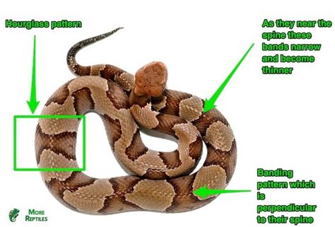 5 Ways To Identify A Baby Copperhead With Pictures - More Reptiles