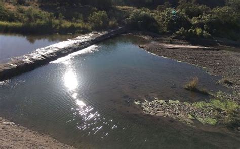 Revived stretch of Santa Cruz River provides oasis for wildlife