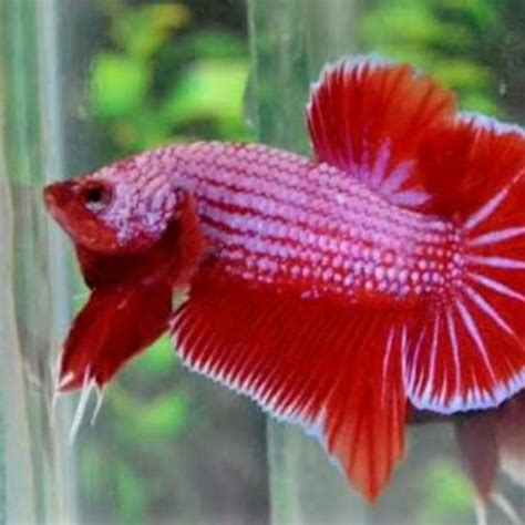 Jual ikan cupang plakat kombinasi besgel bester S+ ikan cupang hias ...