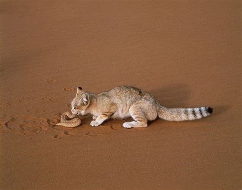 Sand Cat Facts and Personality - Cats In Care