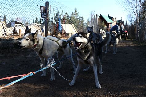 Sled dog training begins as temperature drops in northern Minnesota ...