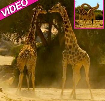 When Giraffes Attack! New Discovery Show Reveals Explosive Fight