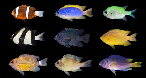 Damselfish Species