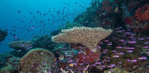 Coral Reefs Ecology & Biodiversity - Coral Reef Alliance