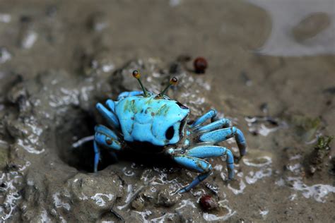 Blue Crab, Tribe Gelasimini | The coolest crabs I've ever se… | Flickr