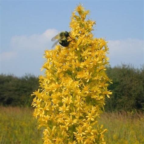 Goldenrod Flowers - Etsy