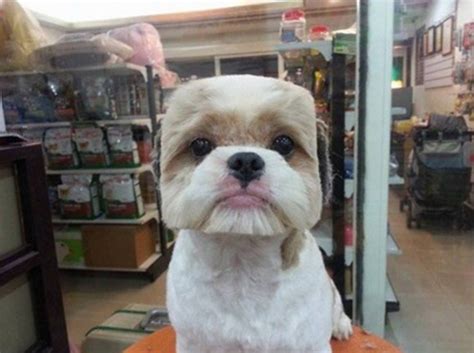 Taiwanese Pet Groomers Give Haircuts to Small Dogs to Make Their Heads ...