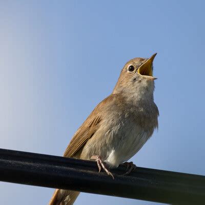 Common Nightingale (Luscinia megarhynchos) :: BirdWeather