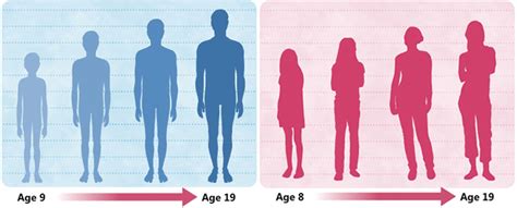 Physical Development - Human Development: Birth through Age 25