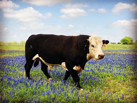 Black Hereford|Double V Black Herefords|South Texas Black Herefords