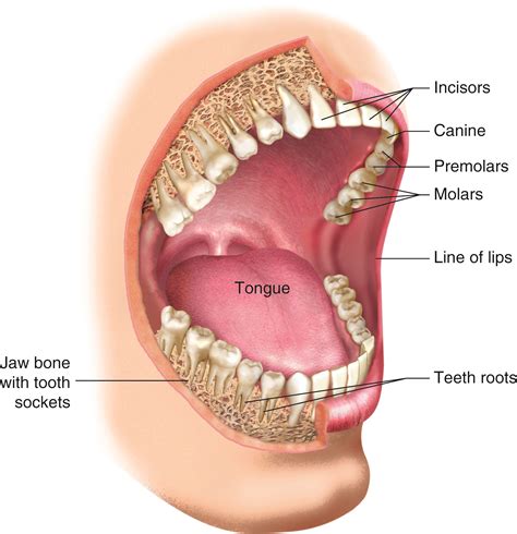 KnowledgeWorks - Drawing Teeth and structures of the mouth - English ...