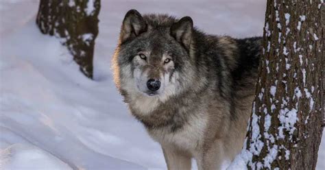 Northwestern Wolf - AnimalBehaviorCorner