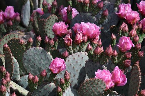 Desert Cactus In Bloom Free Stock Photo - Public Domain Pictures