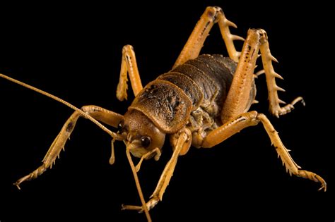 Cook Strait Giant Weta (Deinacrida rugosa) - Joel Sartore