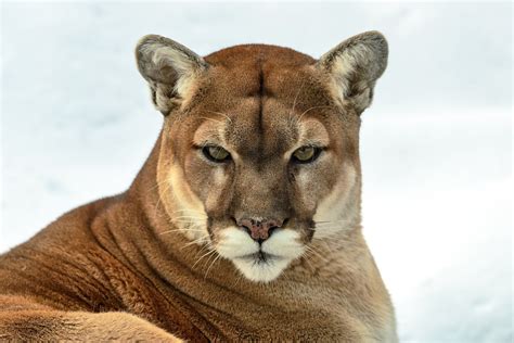 Puma cougar wallpaper | animals | Wallpaper Better