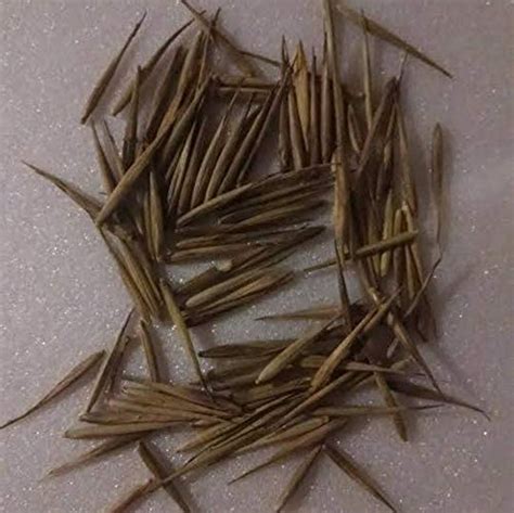 Giant Bamboo Seeds For Sale Online | Plantly